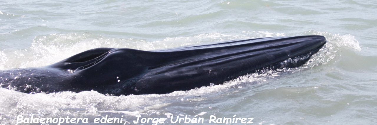 Foto del carrusel 10