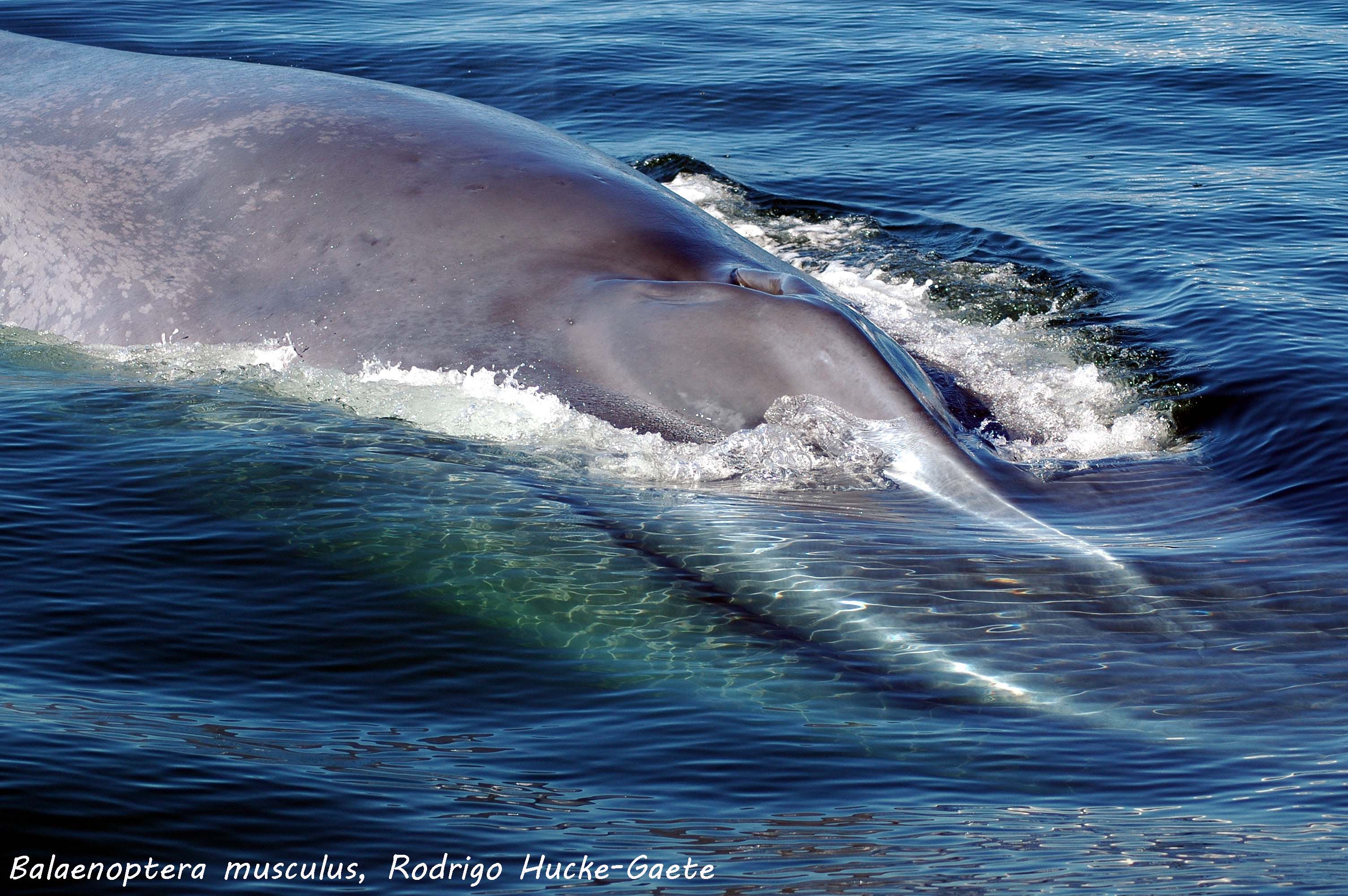 Descripción de la imagen